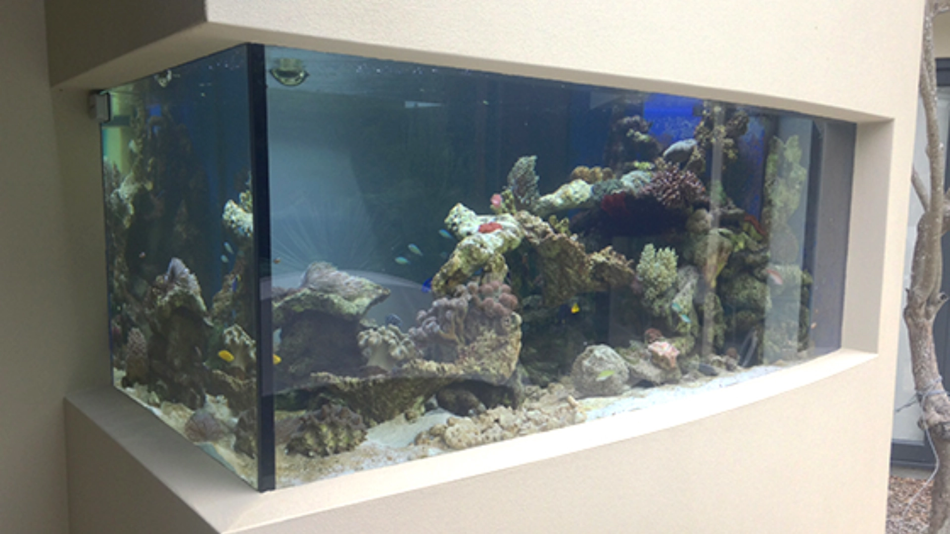 Aquarium Building & Installation Expertise