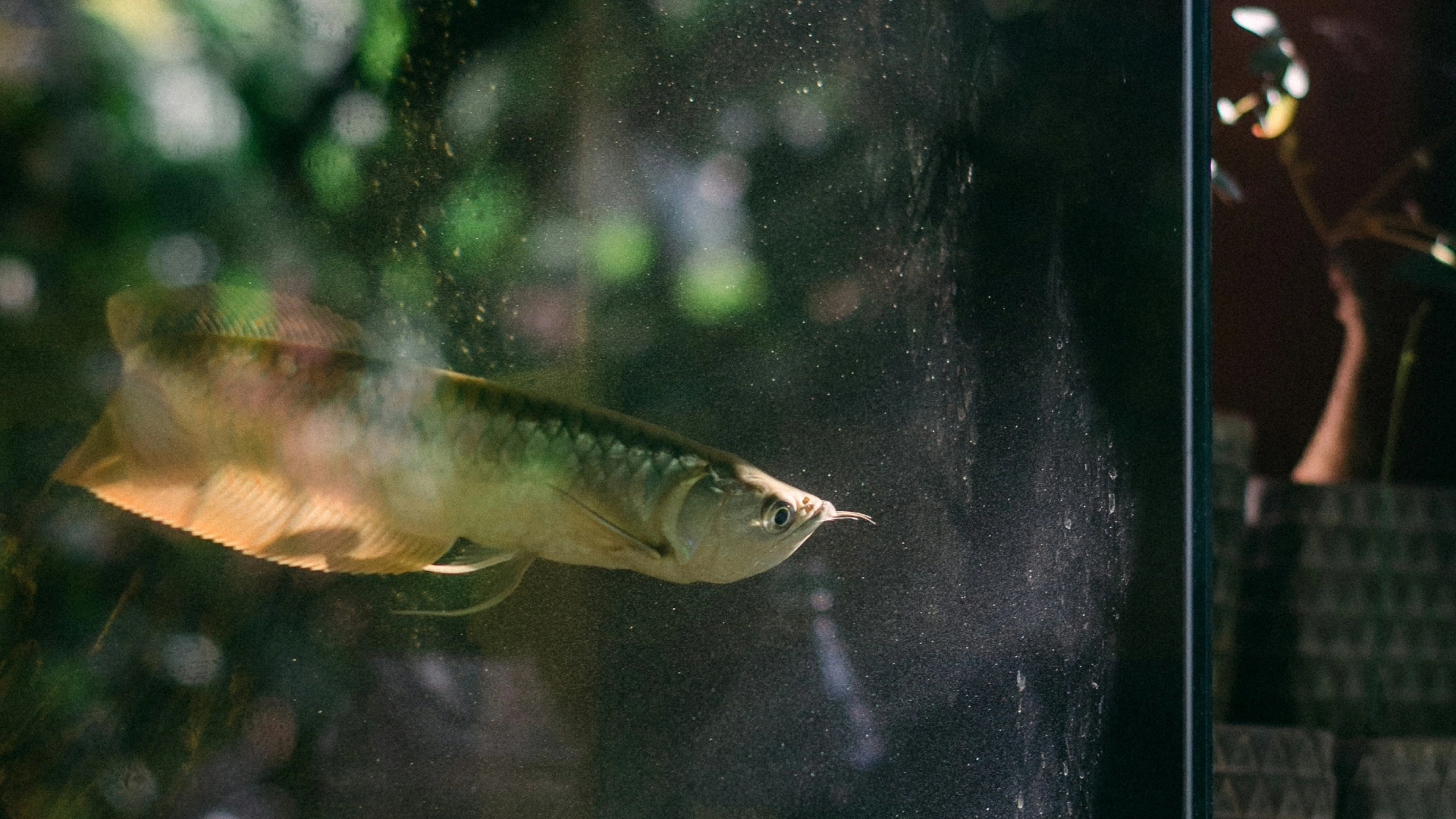 Aquarium Relocation Services​