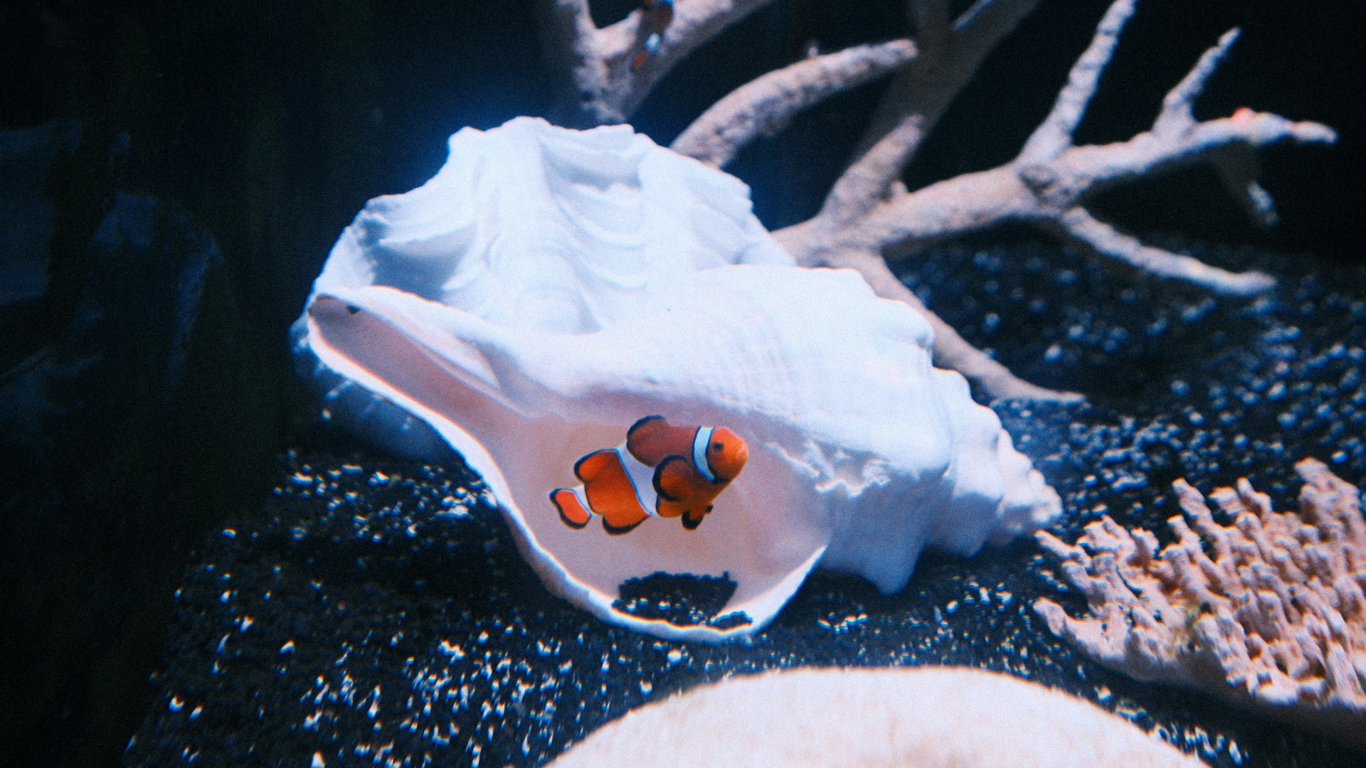 salt water delivery Emergency water changes
