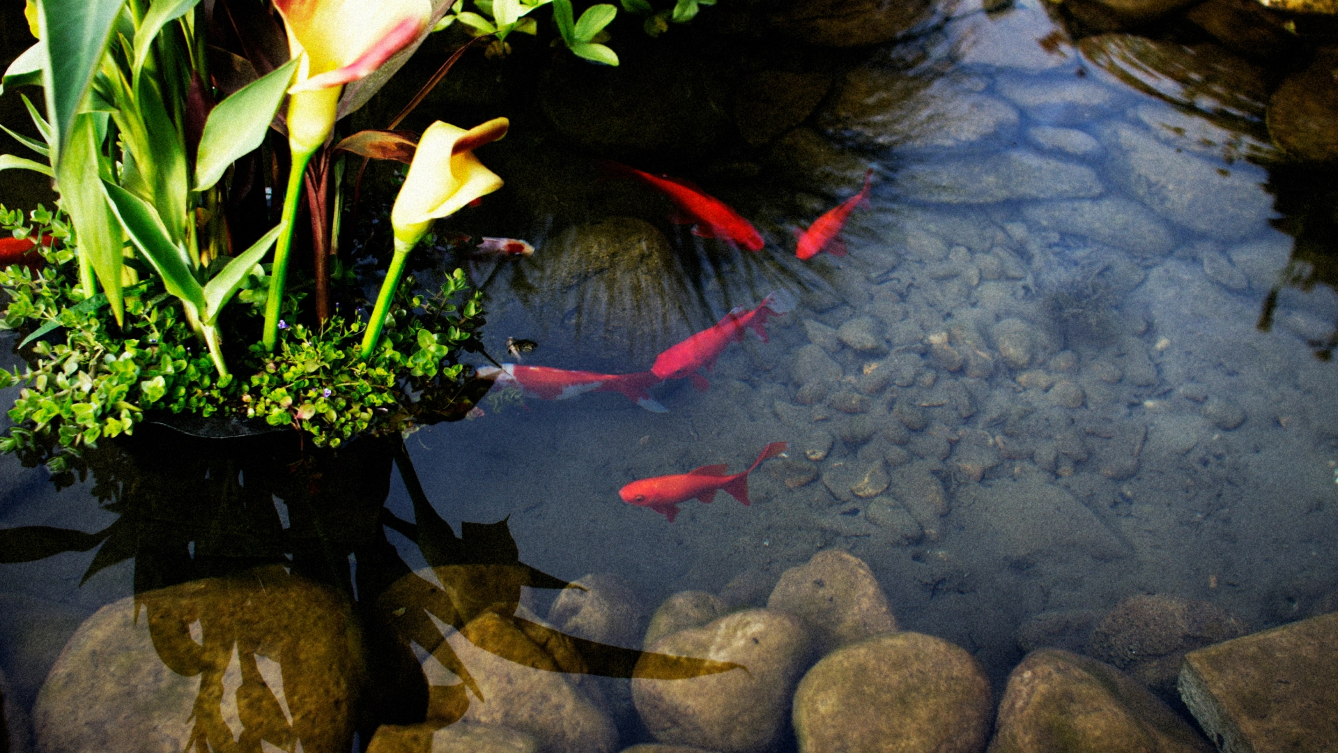 Pond Cleaning & Maintenance Services