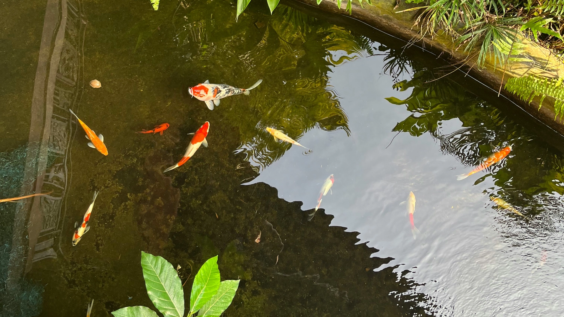 Professional Aquarium & Pond Maintenance