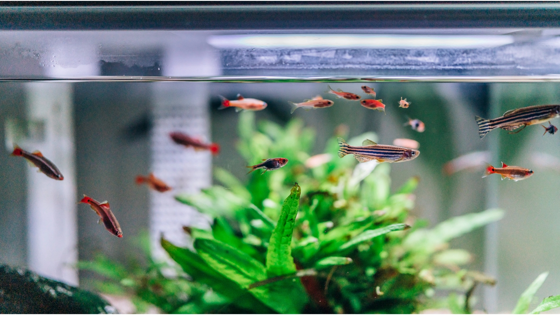 Ready to Move Your Aquarium or Tank?​