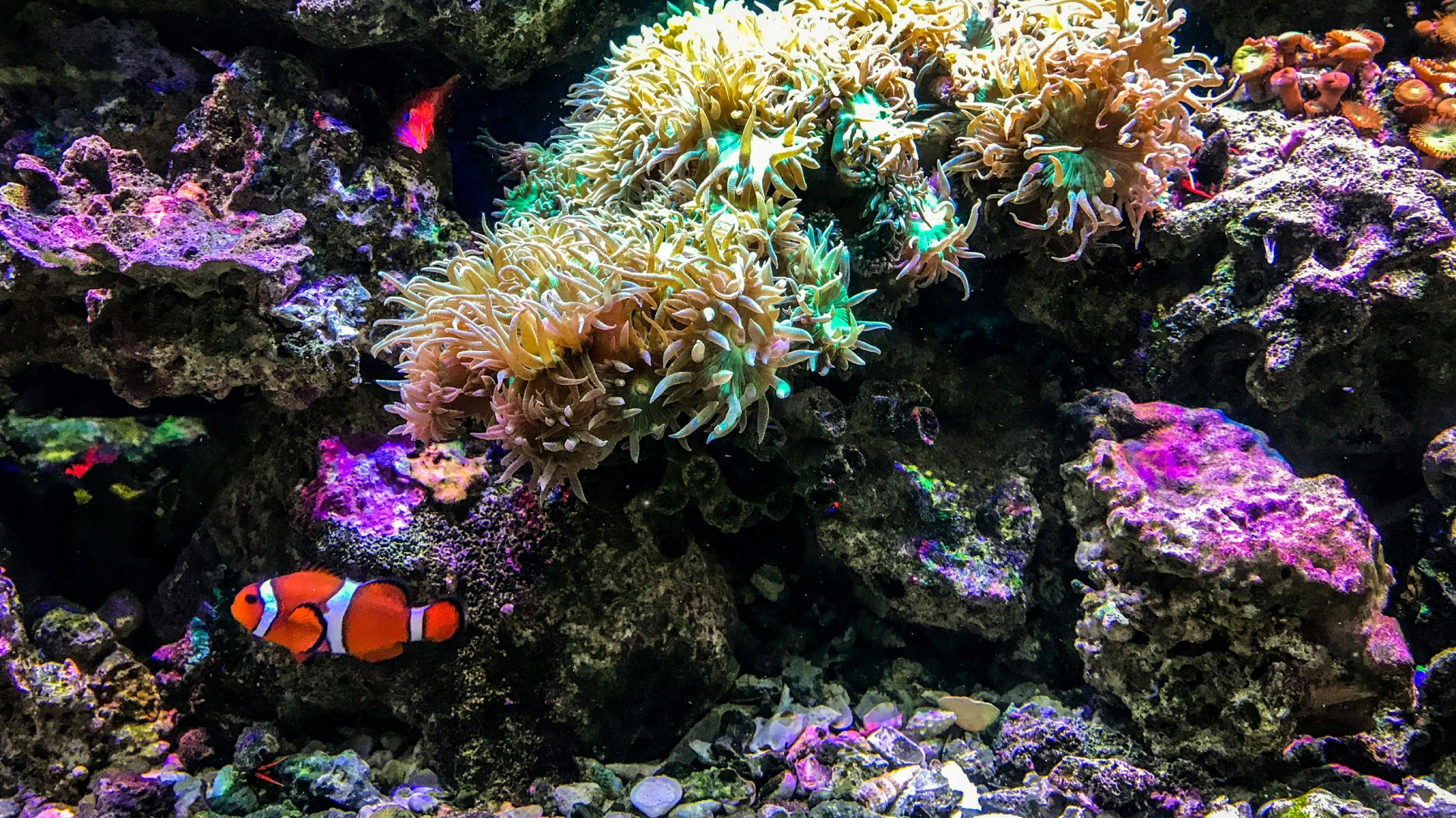 Saltwater Aquarium Water Delivery