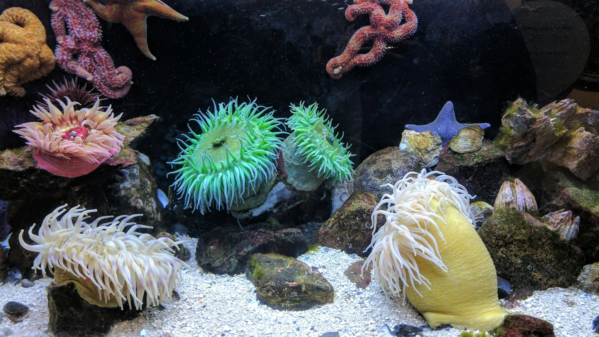 salt water delivery Saltwater and reef tanks