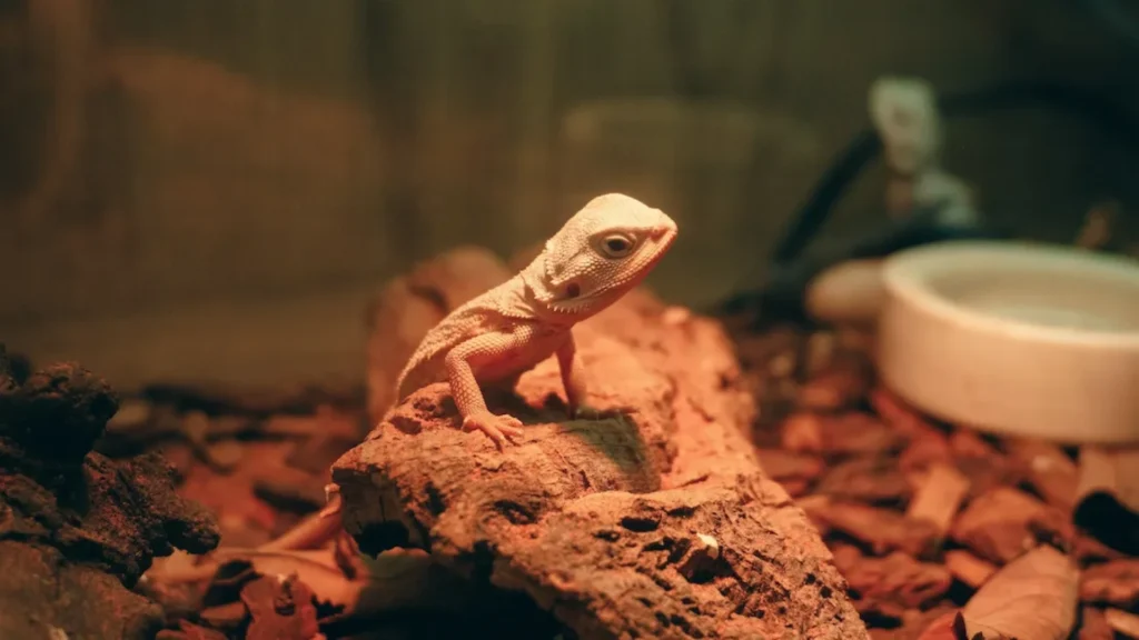 home product reptile