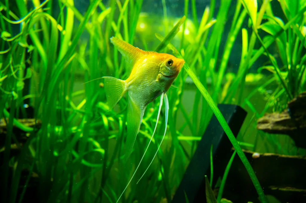 home service Aquarium & Pond Maintenance