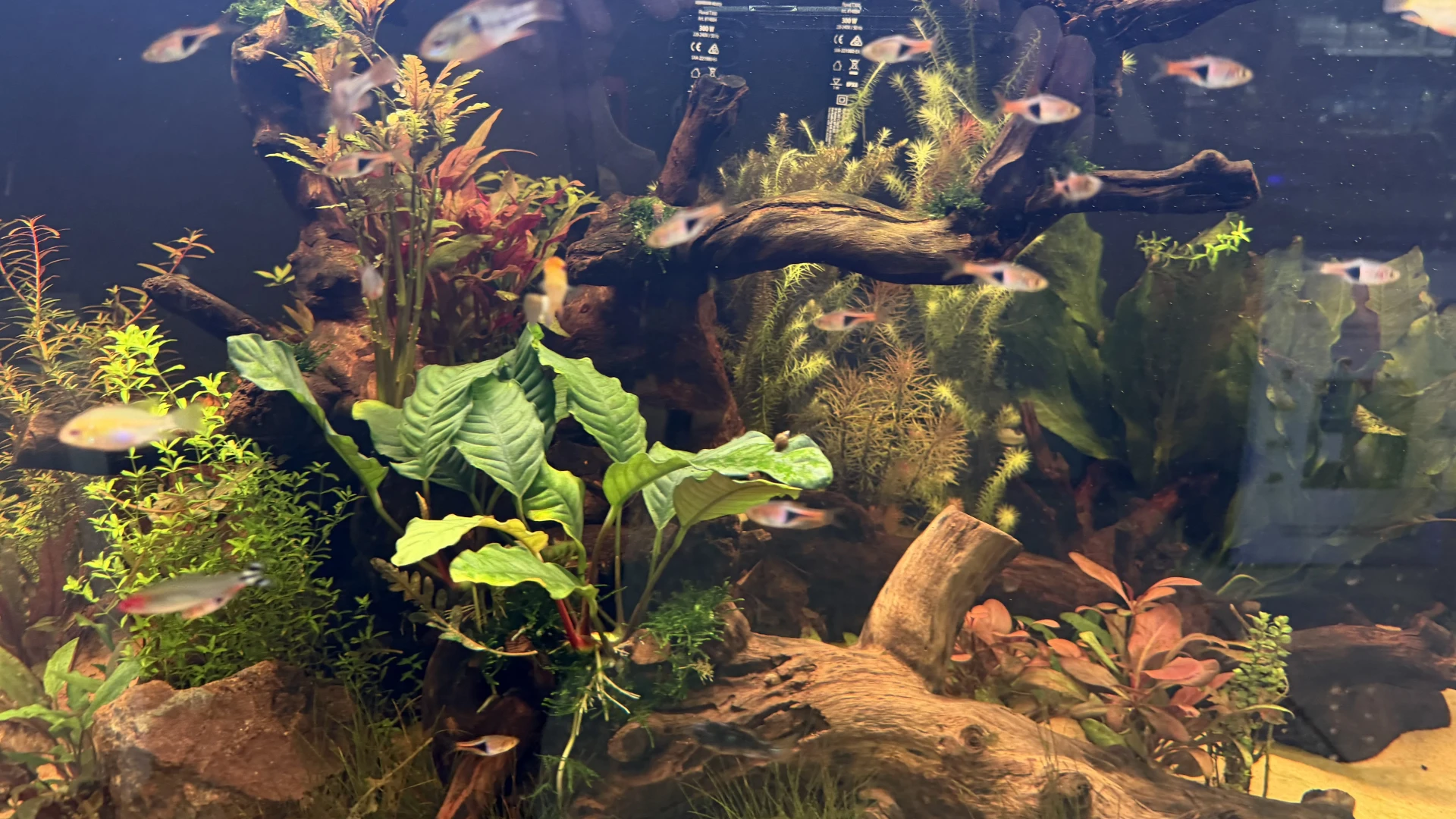 Aquarium Relocation Services