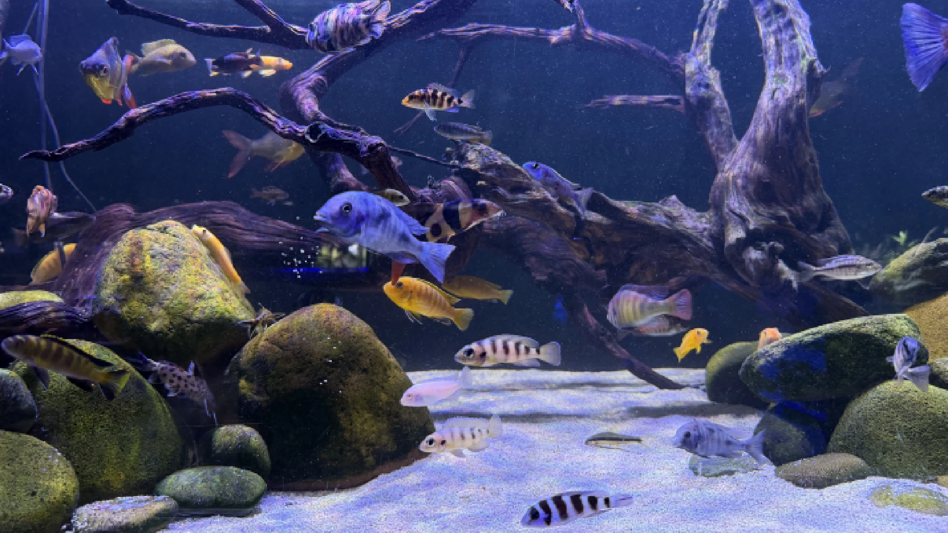 pond equipment | fish | aquariums | products
